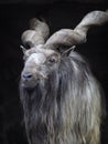 Portrait of male Markhor (Capra falconeri)