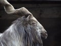 Portrait of male Markhor (Capra falconeri) Royalty Free Stock Photo