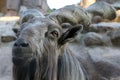 Portrait of male Markhor Capra falconeri - national animal of Royalty Free Stock Photo