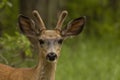Portrait of male mule deer with velvet horns in the forest Royalty Free Stock Photo