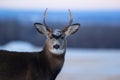 Portrait of the male mule deer in the winter field with snow Royalty Free Stock Photo