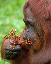 Portrait of a male orangutan. Close-up. Indonesia. The island of Kalimantan Borneo. Royalty Free Stock Photo