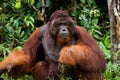Portrait of a male orangutan. Close-up. Indonesia. The island of Kalimantan Borneo. Royalty Free Stock Photo