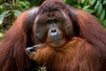 Portrait of a male orangutan. Close-up. Indonesia. The island of Kalimantan Borneo. Royalty Free Stock Photo