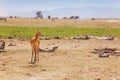 Portrait of male oribi standing in arid savanna