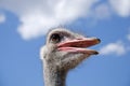 Portrait of a Male Ostrich