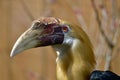 Portrait of male Papuan hornbill