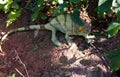 Portrait of Parson`s chameleon aka Calumma parsonii in Andasibe-Mantadia National Park, Madagascar