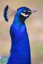 Portrait of male peacock