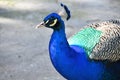 Portrait of a male peacock Royalty Free Stock Photo