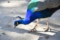 Portrait of a male peacock Royalty Free Stock Photo