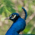 Portrait of a male peacock