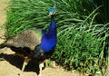 Portrait of a male peacock (Pavo cristatus) in the grass.