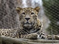 Portrait of a male, Persian Leopard, Panthera Pardus Saxicolor, lying on a strain from the height observes surroundings Royalty Free Stock Photo