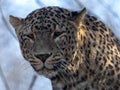 Portrait of male Persian Leopard, Panthera pardus saxicolor Royalty Free Stock Photo