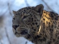 Portrait of male Persian Leopard, Panthera pardus saxicolor Royalty Free Stock Photo