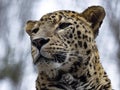 One Portrait of a male, Persian Leopard, Panthera Pardus Saxicolor, which from the height observes the surroundings Royalty Free Stock Photo