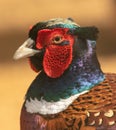 Portrait of a male pheasant in a zoo