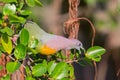 Portrait of Male Pink-necked Green Pigeon(Treron vernans)