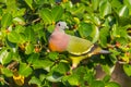 Portrait of Male Pink-necked Green Pigeon