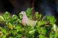 Portrait of Male Pink-necked Green Pigeon