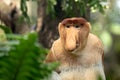Portrait of a Male Proboscis Monkey with big nose