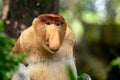 Portrait of a Male Proboscis Monkey with big nose