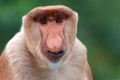 Portrait of Male Proboscis Monkey Nasalis larvatus Royalty Free Stock Photo