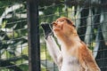 Portrait of Male Proboscis Monkey Nasalis larvatus in conservation area of Kalimantan, Indonesia. endemic of Borneo. Royalty Free Stock Photo