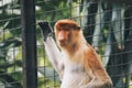 Portrait of Male Proboscis Monkey Nasalis larvatus in conservation area of Kalimantan, Indonesia. endemic of Borneo. Royalty Free Stock Photo