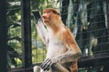 Portrait of Male Proboscis Monkey Nasalis larvatus in conservation area of Kalimantan, Indonesia. endemic of Borneo. Royalty Free Stock Photo