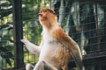 Portrait of Male Proboscis Monkey Nasalis larvatus in conservation area of Kalimantan, Indonesia. endemic of Borneo. Royalty Free Stock Photo