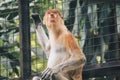 Portrait of Male Proboscis Monkey Nasalis larvatus in conservation area of Kalimantan, Indonesia. endemic of Borneo. Royalty Free Stock Photo