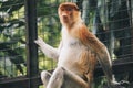 Portrait of Male Proboscis Monkey Nasalis larvatus in conservation area of Kalimantan, Indonesia. endemic of Borneo. Royalty Free Stock Photo