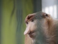 Portrait of male proboscis monkey & x28;Nasalis larvatus& x29; or long-nosed monkey in a cages of a zoo Royalty Free Stock Photo