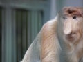 Portrait of male proboscis monkey (Nasalis larvatus) or long-nosed monkey in a cages of a zoo Royalty Free Stock Photo