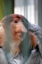 Portrait of male proboscis monkey (Nasalis larvatus) or long-nosed monkey in a cages of a zoo Royalty Free Stock Photo