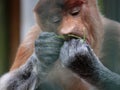 Portrait of male proboscis monkey (Nasalis larvatus) or long-nosed monkey in a cages of a zoo Royalty Free Stock Photo