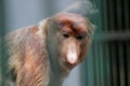 Portrait of male proboscis monkey (Nasalis larvatus) or long-nosed monkey in a cages of a zoo Royalty Free Stock Photo