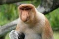 Portrait of Male Proboscis Monkey Nasalis larvatus Royalty Free Stock Photo