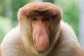 Portrait of Male Proboscis Monkey Nasalis larvatus Royalty Free Stock Photo