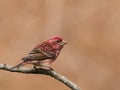 Portrait of a male purple finch, Haemorhous purpureus.