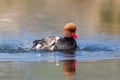 Portrait of male red-crested pochard Netta rufina