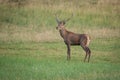 Portrait male Red Deer cervus elaphus Royalty Free Stock Photo