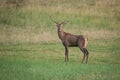 Portrait male Red Deer cervus elaphus Royalty Free Stock Photo