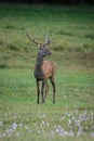 Portrait male Red Deer cervus elaphus Royalty Free Stock Photo