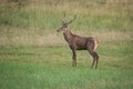 Portrait male Red Deer cervus elaphus Royalty Free Stock Photo