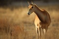 Portrait of male Saiga antelope or Saiga tatarica. Generative AI