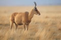 Portrait of male Saiga antelope or Saiga tatarica. Generative AI