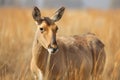 Portrait of male Saiga antelope or Saiga tatarica. Generative AI